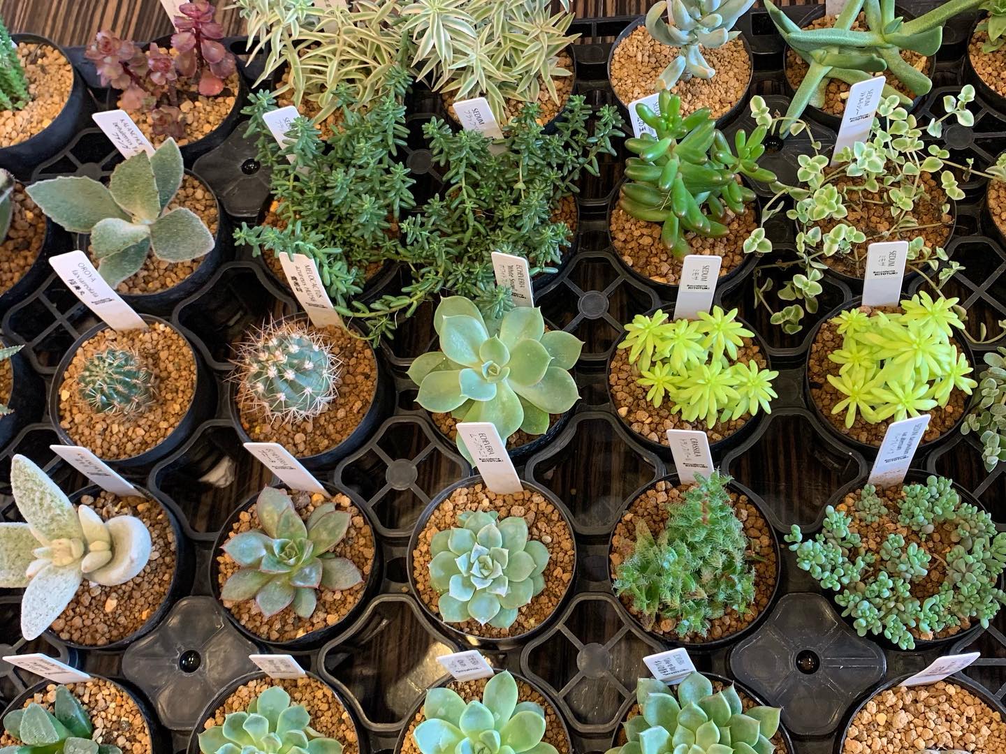 多肉ちゃん到着 Eiken 栄建